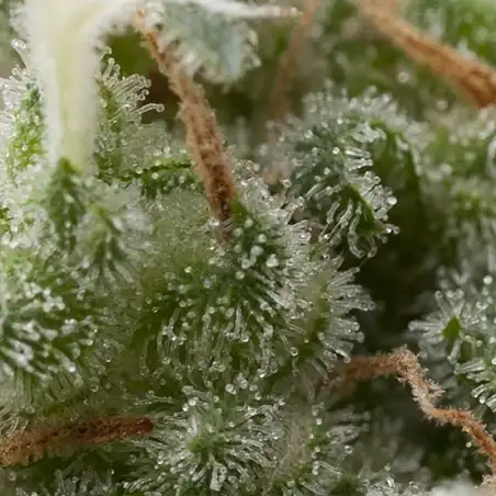Super Hash Auto - Pyramid Seeds