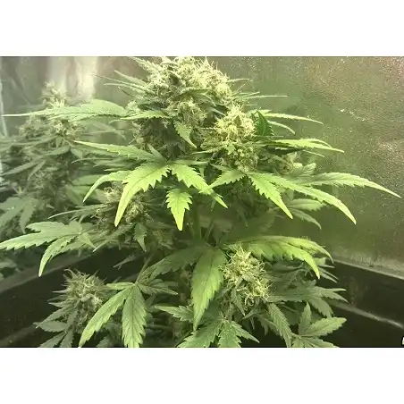 Super Hash Auto 1 - Pyramid Seeds