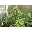 Super Hash Auto 2 - Pyramid Seeds