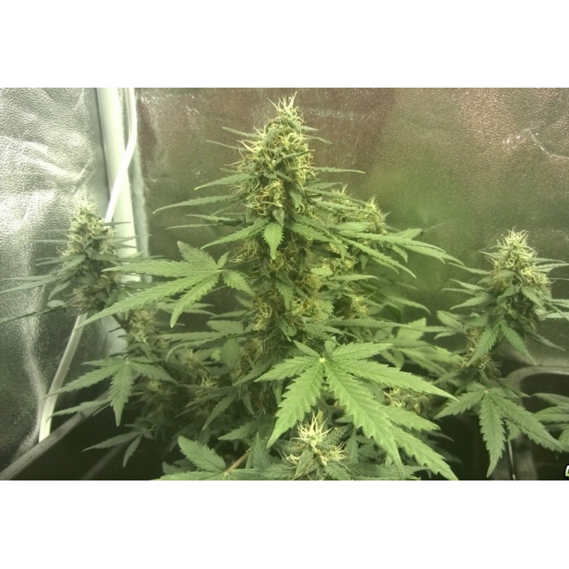 Super Hash Auto 3 - Pyramid Seeds