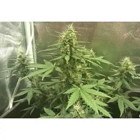 Super Hash Auto 2 - Pyramid Seeds