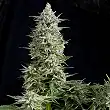 Amnesia Gold Auto 2 - Pyramid Seeds