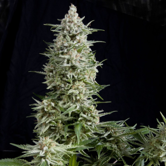 Amnesia Gold Auto