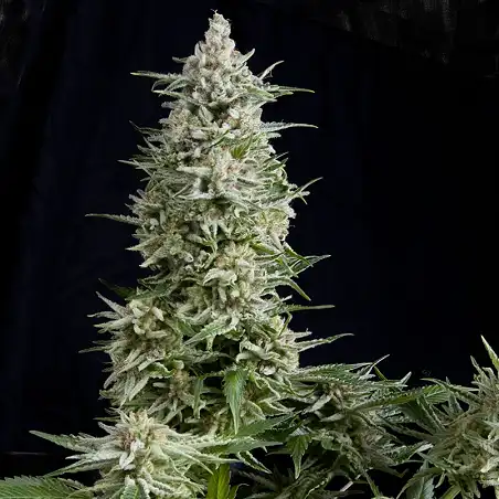 Amnesia Gold Auto 2 - Pyramid Seeds