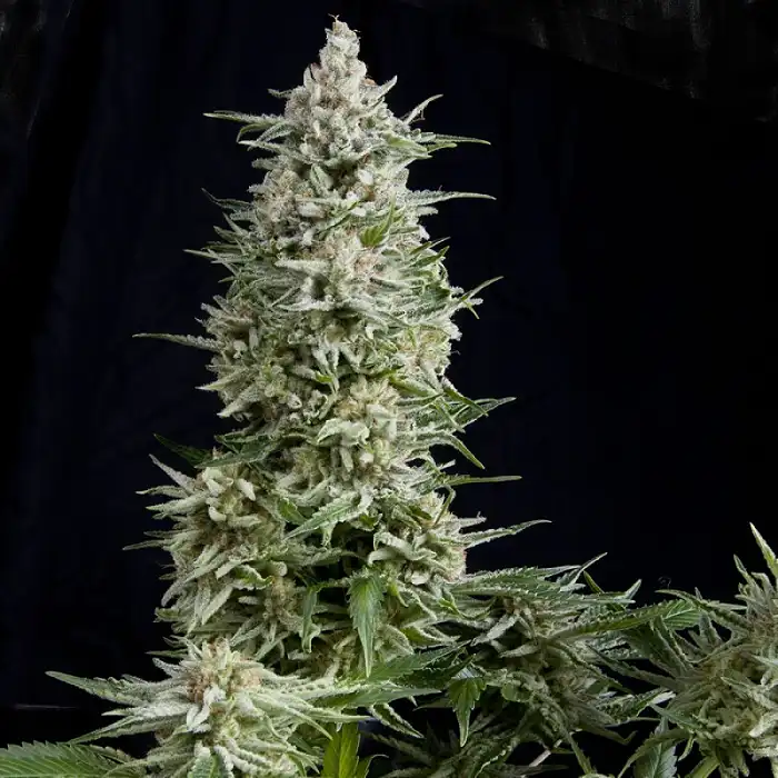 Amnesia Gold Auto 2 - Pyramid Seeds