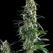 Amnesia Gold Auto - Pyramid Seeds