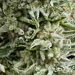 Amnesia Gold Auto 1 - Pyramid Seeds