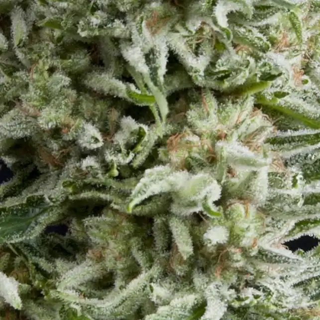 Amnesia Gold Auto 1 - Pyramid Seeds