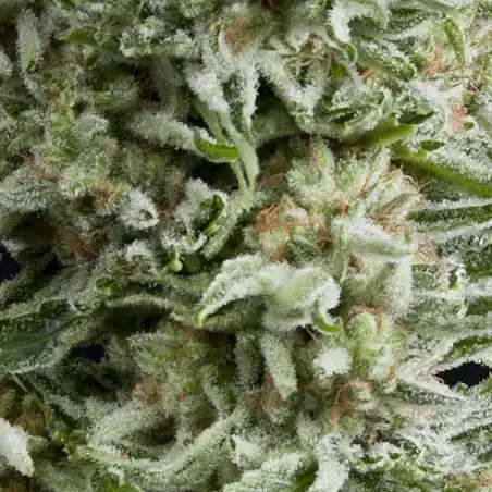 Amnesia Gold Auto 1 - Pyramid Seeds