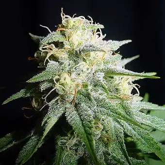 American Pie Auto 2 - Pyramid Seeds