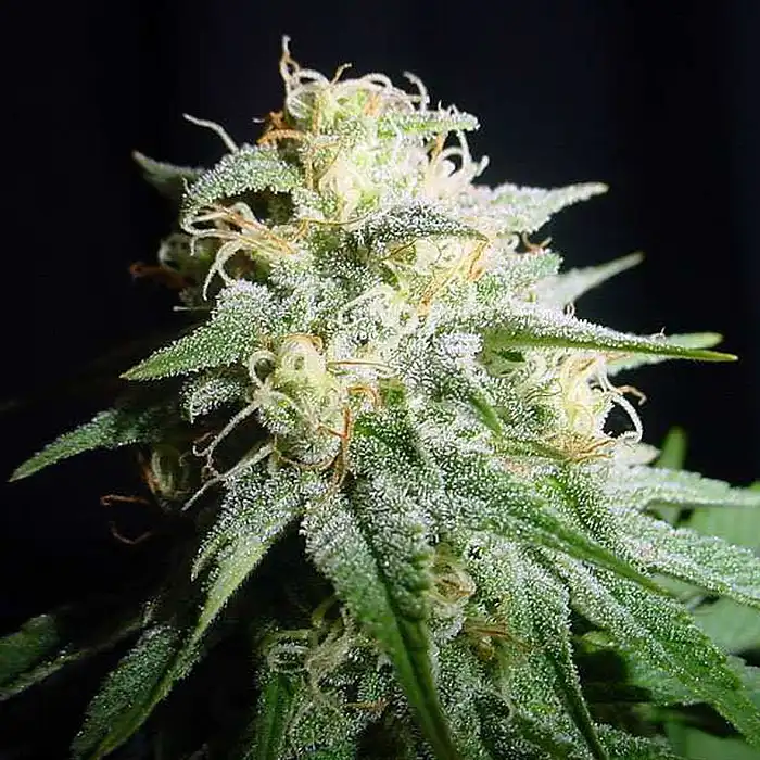 American Pie Auto 2 - Pyramid Seeds