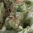 American Pie Auto 1 - Pyramid Seeds