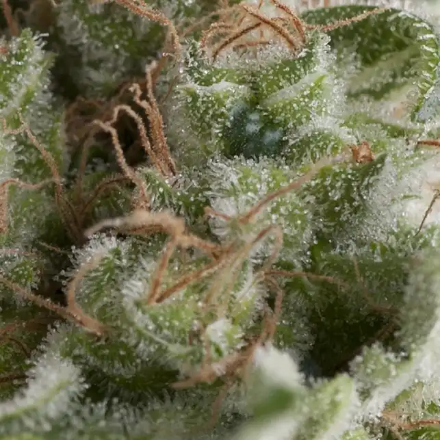 American Pie Auto 1 - Pyramid Seeds