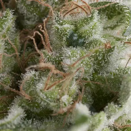 American Pie Auto 1 - Pyramid Seeds