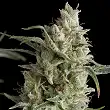 Super Og Kush 1 - Pyramid Seeds