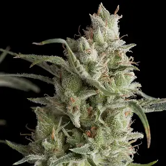 Super Og Kush 1 - Pyramid Seeds