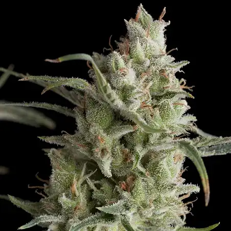 Super Og Kush 1 - Pyramid Seeds