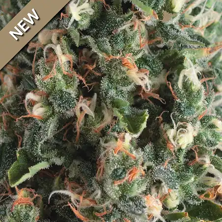 Super Og Kush - Pyramid Seeds