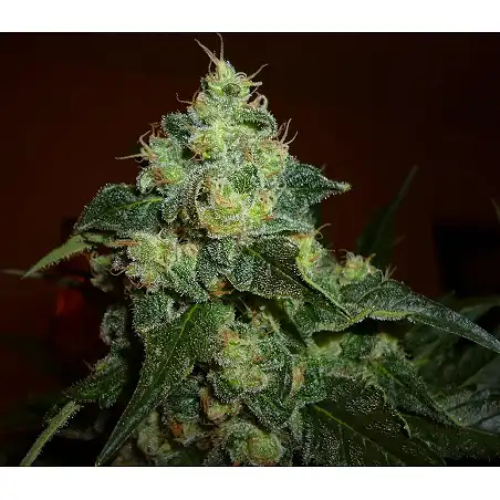 TutanKhamon 3 - Pyramid Seeds