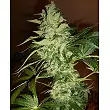 Tutankhamon - Pyramid Seeds