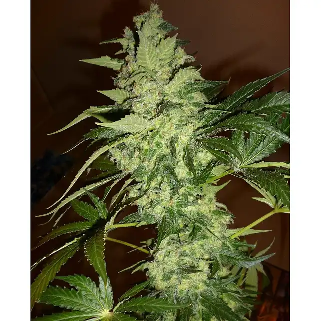 TutanKhamon - Pyramid Seeds