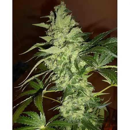 TutanKhamon - Pyramid Seeds