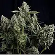 Tutankhamon 1 - Pyramid Seeds