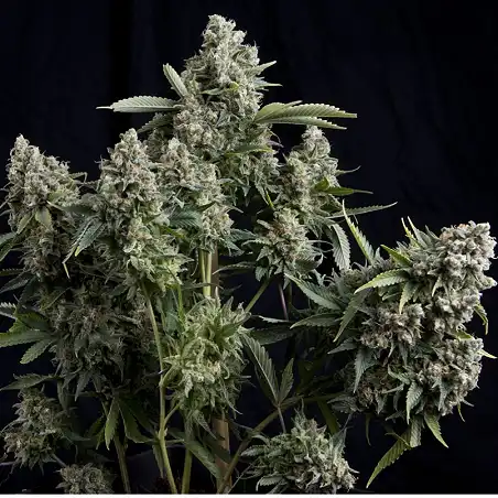 Tutankhamon 1 - Pyramid Seeds
