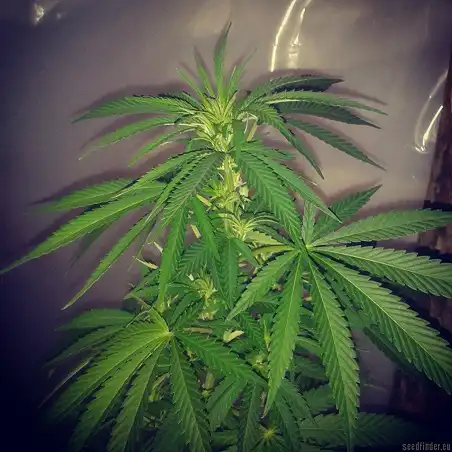 Tutankhamon 2 - Pyramid Seeds