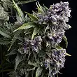 Auto Purple 2 - Pyramid Seeds