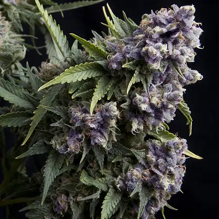 Auto Purple 2 - Pyramid Seeds