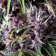 Auto Purple 1 - Pyramid Seeds