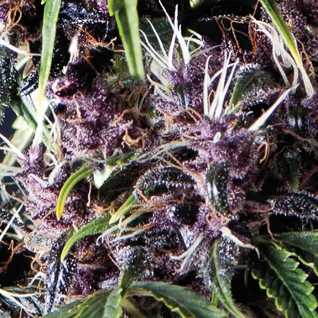 Auto Purple 1 - Pyramid Seeds