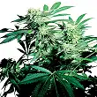 Skunk Kush - Sensi Seeds