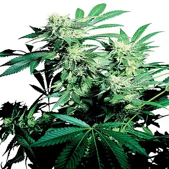 Skunk Kush - Sensi Seeds