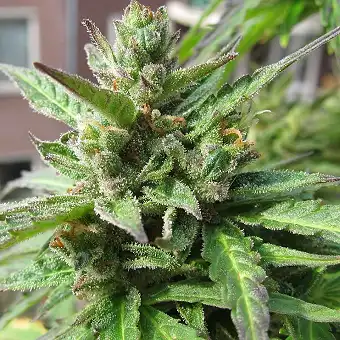 Northern Light Auto Sensi Seeds