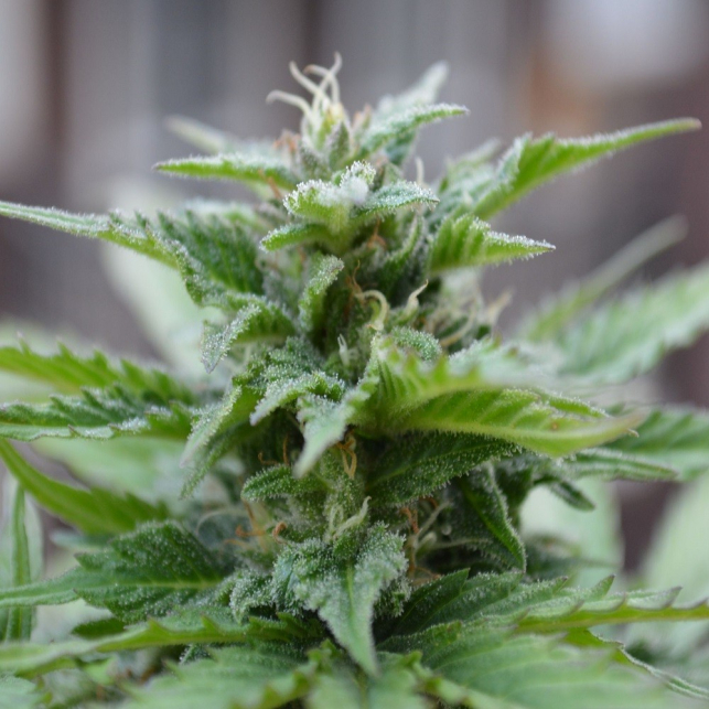 Sensi Skunk Auto