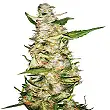 Skunk   Auto - White Label