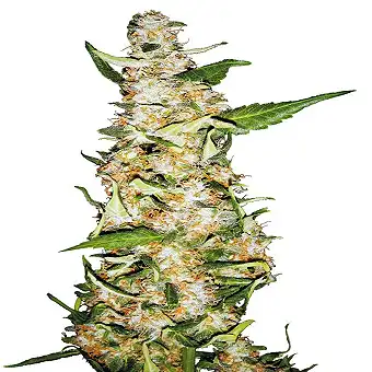 Skunk   Auto - White Label