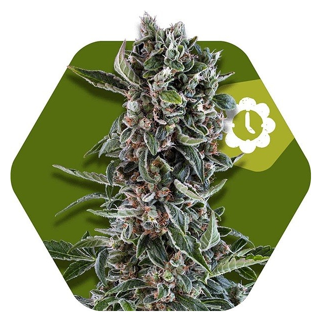 Blueberry Cheese Auto