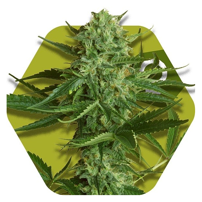 White Widow Haze