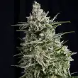Anesthesia 2 - Pyramid Seeds