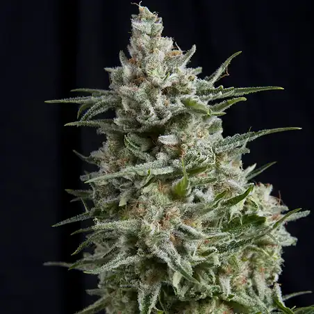 Anesthesia 2 - Pyramid Seeds