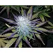 Anesthesia - Pyramid Seeds