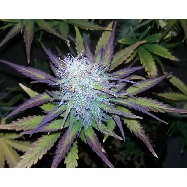 Anesthesia - Pyramid Seeds