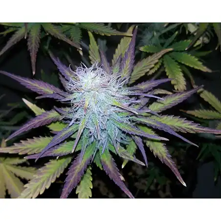 Anesthesia - Pyramid Seeds