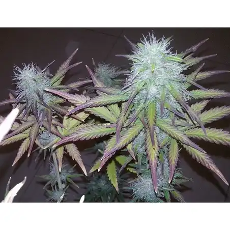 Anesthesia 1 - Pyramid Seeds