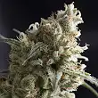 Lennon 1 - Pyramid Seeds
