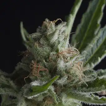 Shark Pyramid Seeds 1