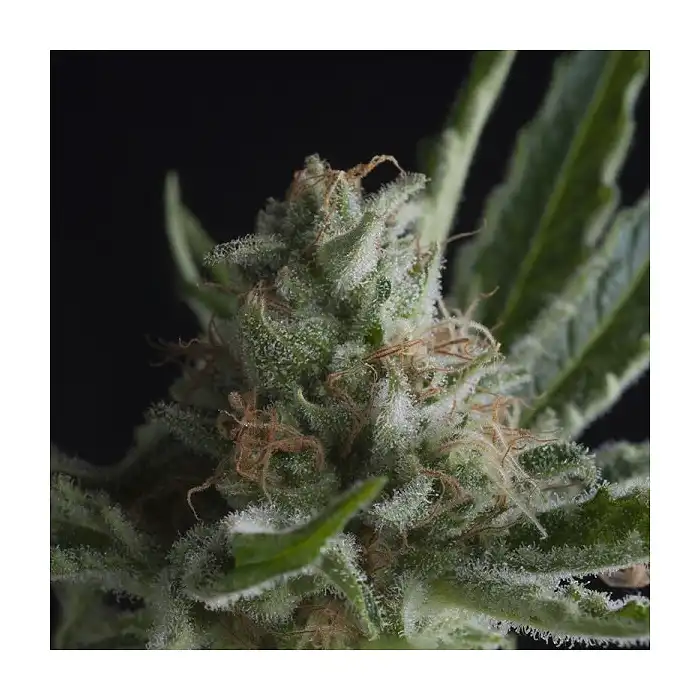 Shark Pyramid Seeds 1